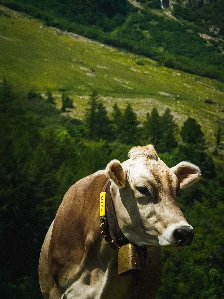 Kuh auf der Weide, Sustenpass, Schweiz